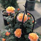 Outdoor Garden Obelisk Trellis for Climbing Plants and Flowers Stands/Plant Support Black Lightweight Plant Tower