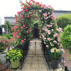 Metal Garden Arch with Gate 79.5'' Wide x 86.6'' High Climbing Plants Support Rose Arch Outdoor Black