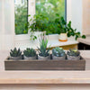 Arttoreal Fake Plants Artificial Succulent Plants/Faux Succulent Potted Cactus Plants with Gray Pots for Home Decor Set of 5
