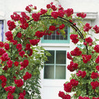 Garden Arch Trellis2